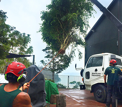Tree Removal in Kerikeri, Bay of Islands and Whangarei