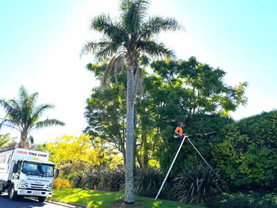 Trimming Hedges in Kerikeri, Bay of Islands and Whangarei