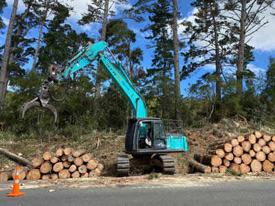 Shelterbelt removal in Kerikeri, Bay of Islands and Whangarei