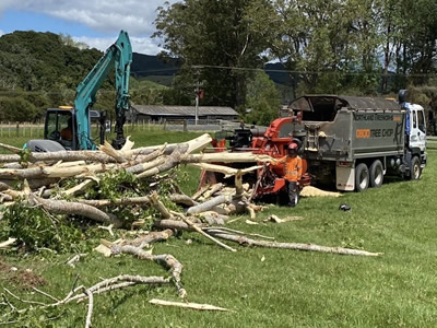 Tree Removal in Kerikeri, Bay of Islands and Whangarei