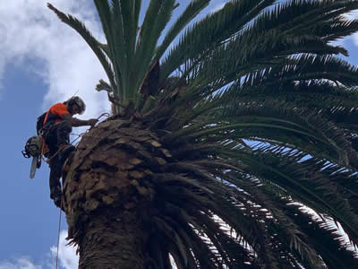 Tree Trimming in Kerikeri, Bay of Islands and Whangarei